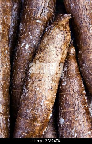 Manioc, manioc, Tapioc, tapioca (Manihot esculenta), manioc (kasave), tubercules Banque D'Images