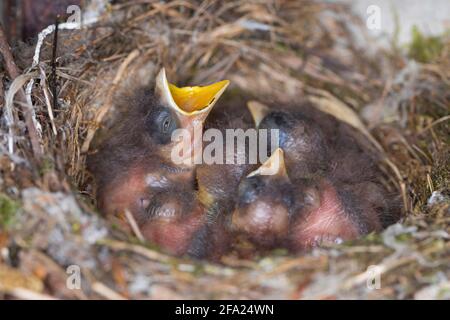moussacher tacheté (Muscicapa striata), petits oiseaux dans un nid , Allemagne Banque D'Images