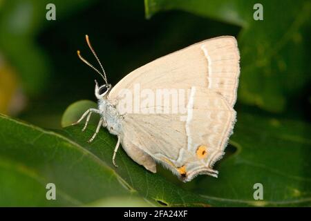 Porte-queue violet (Favonius quercus, Neozephyrus quercus, Quercusia quercus), femelle assise sur une feuille, vue latérale, Autriche Banque D'Images