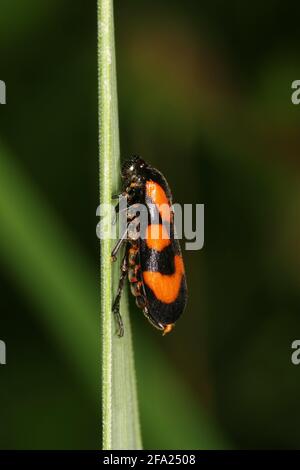 Le Froghopper rouge et noir (Cercovis vulnerata, Cercovis sanguinea), se trouve sur une feuille, en Autriche Banque D'Images