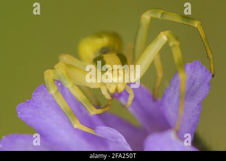L'araignée de crabe d'or (Misumena vatia), se trouve sur une fleur, Allemagne, Rhénanie-du-Nord-Westphalie Banque D'Images