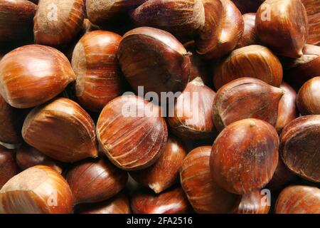 Châtaignier espagnol, châtaignier sucré (Castanea sativa), graines Banque D'Images