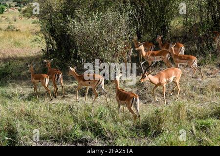 groupe de gazelles de tomson dans la savane Banque D'Images