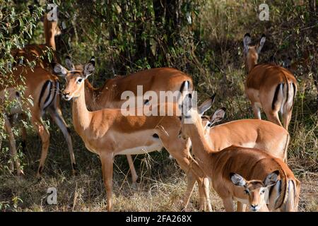 groupe de gazelles de tomson dans la savane Banque D'Images