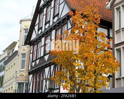 Ancienne maison à colombages et arbre coloré à Detmold, allemagne Banque D'Images