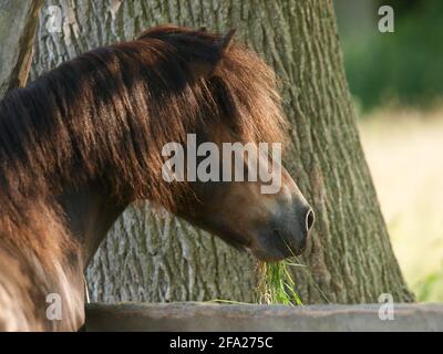 Photo d'un poney Exmoor qui regarde au loin. Banque D'Images