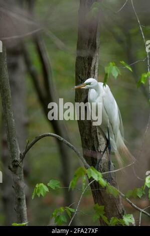 Grande Aigrette perchée dans un arbre Banque D'Images