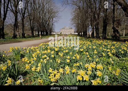 Une vue sur la Maison Haddo au printemps avec les jonquilles dedans pleine fleur Banque D'Images