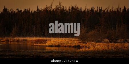 Orange, la lumière rouge du coucher du soleil brille sur les catadiums dans l'étang de la zone humide Banque D'Images