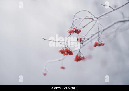 Branche de rowan avec baies rouges recouvertes de neige Banque D'Images