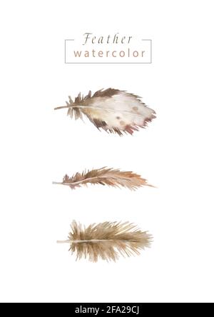 Plumes d'oiseau aquarelle provenant de l'aile isolée. Set de plumes d'aquarelle pour l'arrière-plan, la texture, le motif de wrapper, le cadre ou la bordure. Banque D'Images