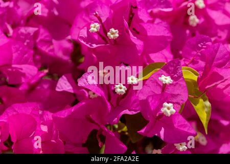 Groupe de Bougainvillea spectabilis, ou grande fleur rouge bougainvillea avec pollen jaune. Mise au point sélective Banque D'Images