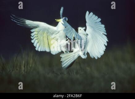 Cockatoo à crête de soufre combat Cacatua galerita Wilson Promontry Victoria, Australie BI006568 Banque D'Images