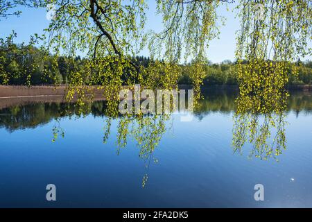 Belle vue sur le lac avec des branches de bouleau pendent Banque D'Images