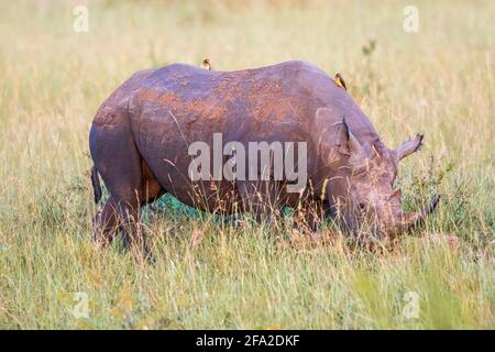 Rhinocéros noir paissant sur la savane avec un pic jaune Banque D'Images