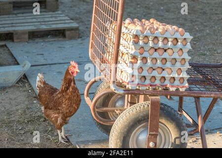 Poulet unique en plus de la gamme d'œufs frais bruns à la ferme. Poule domestique regardant l'agriculture rurale brouette. L'élevage écologique et l'auto su Banque D'Images