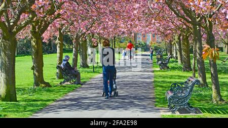 Greenwich Park deux mamans avec enfants et poussette poussette marchant le long du chemin du parc sous la canopée de cerisiers en fleurs de printemps sur de vieux arbres à Londres Angleterre Royaume-Uni Banque D'Images