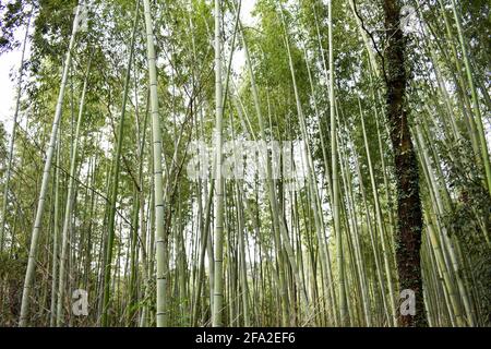 Kyoto, Japon - 31 mars 2019 ; Arashiyama Bamboo grove Banque D'Images