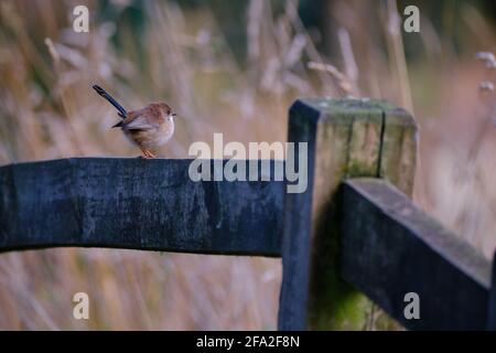Sur la clôture Banque D'Images
