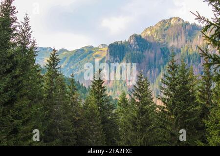 Magnifique paysage. Montagnes vertes européennes Banque D'Images