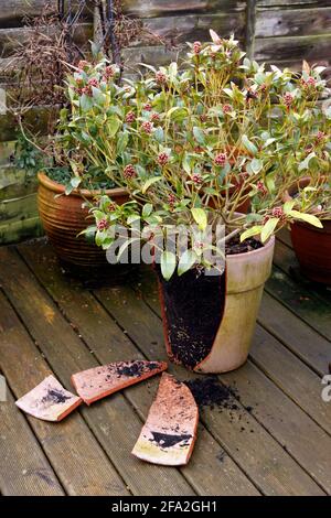 POT DE JARDIN ENDOMMAGÉ PAR LE GEL Banque D'Images