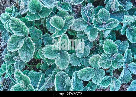 Feuilles de fraises vertes recouvertes de givre blanc frais qui pousse jardin dans le froid début de l'automne matin fermer la vue supérieure Banque D'Images