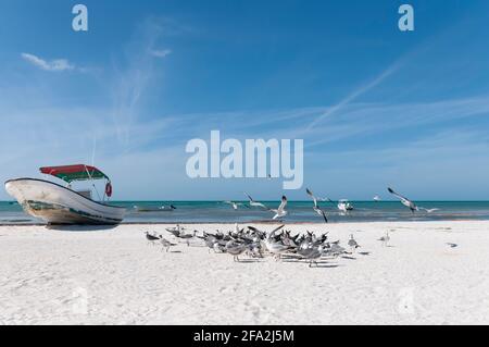 Un vieux bateau de pêche sur le sable d'une plage tropicale sur l'île Holbox au Mexique. En arrière-plan, un groupe de mouettes et l'océan des Caraïbes. Concept Banque D'Images