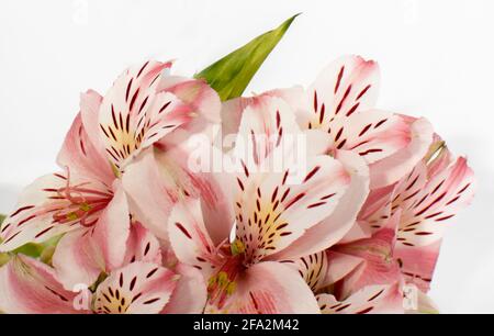 gros plan d'un bouquet de fleurs. alstroemeria Banque D'Images