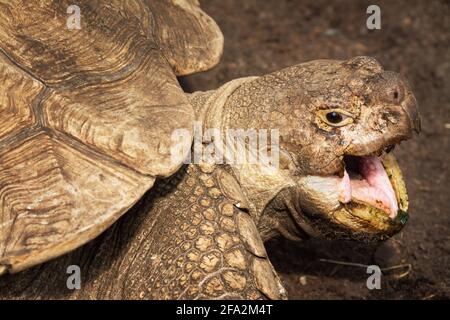 Portrait d'une tortue géante d'Aldabra Banque D'Images