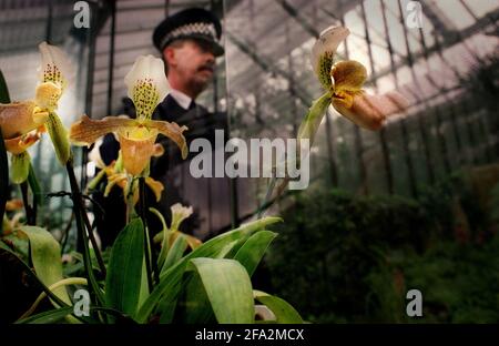 ORCHIDÉE DE LADY'S SLIPPER SOUS GARDE À KEW GARDENS PAR LE SERGENT DE POLICE RICHARD EVANS. UNE EXPOSITION DES FLEURS A LIEU DU 10/2/01 AU 11/3/01. Banque D'Images