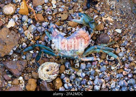 Une fois était UN crabe Banque D'Images