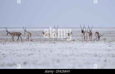 (210422) -- XINING, 22 avril 2021 (Xinhua) -- photo prise le 20 avril 2021 montre des antilopes tibétains à Hoh XIL, dans la province de Qinghai, dans le nord-ouest de la Chine. Située dans la partie sud de la province de Qinghai, la région de Sanjiangyuan, ou les sources de trois fleuves, à savoir le fleuve Yangtze, le fleuve jaune et le fleuve Lancang (Mékong), est une importante barrière écologique de sécurité en Chine. Ces dernières années, la province de Qinghai a fait la promotion du projet de protection écologique dans la région, en mettant l'accent sur la restauration de la végétation et la construction de prairies, de déserts, de zones humides et d'écosys de rivières et de lacs Banque D'Images