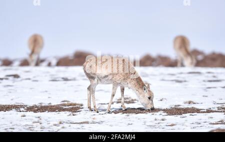 (210422) -- XINING, 22 avril 2021 (Xinhua) -- photo prise le 20 avril 2021 montre des antilopes tibétains à Hoh XIL, dans la province de Qinghai, dans le nord-ouest de la Chine. Située dans la partie sud de la province de Qinghai, la région de Sanjiangyuan, ou les sources de trois fleuves, à savoir le fleuve Yangtze, le fleuve jaune et le fleuve Lancang (Mékong), est une importante barrière écologique de sécurité en Chine. Ces dernières années, la province de Qinghai a fait la promotion du projet de protection écologique dans la région, en mettant l'accent sur la restauration de la végétation et la construction de prairies, de déserts, de zones humides et d'écosys de rivières et de lacs Banque D'Images