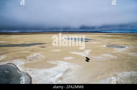 (210422) -- XINING, 22 avril 2021 (Xinhua) -- photo de fichier prise le 1er décembre 2016 montre des yaks sauvages à Hoh XIL, dans la province de Qinghai, dans le nord-ouest de la Chine. Située dans la partie sud de la province de Qinghai, la région de Sanjiangyuan, ou les sources de trois fleuves, à savoir le fleuve Yangtze, le fleuve jaune et le fleuve Lancang (Mékong), est une importante barrière écologique de sécurité en Chine. Ces dernières années, la province de Qinghai a fait la promotion du projet de protection écologique dans la région, en mettant l'accent sur la restauration de la végétation et la construction des prairies, du désert, des terres humides et des écosystèmes fluviaux et lacustres Banque D'Images