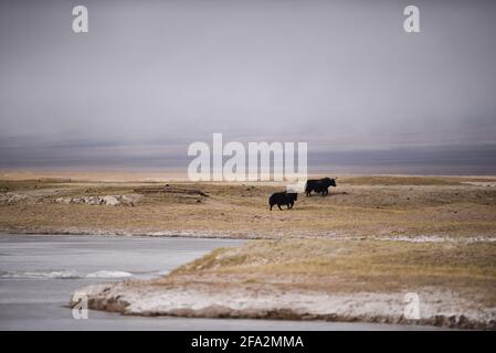 (210422) -- XINING, 22 avril 2021 (Xinhua) -- photo de fichier prise le 1er décembre 2016 montre des yaks sauvages à Hoh XIL, dans la province de Qinghai, dans le nord-ouest de la Chine. Située dans la partie sud de la province de Qinghai, la région de Sanjiangyuan, ou les sources de trois fleuves, à savoir le fleuve Yangtze, le fleuve jaune et le fleuve Lancang (Mékong), est une importante barrière écologique de sécurité en Chine. Ces dernières années, la province de Qinghai a fait la promotion du projet de protection écologique dans la région, en mettant l'accent sur la restauration de la végétation et la construction des prairies, du désert, des terres humides et des écosystèmes fluviaux et lacustres Banque D'Images