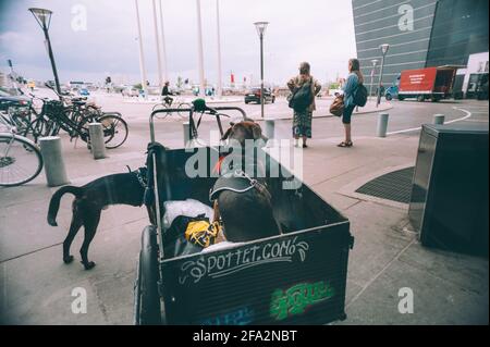 Copenhague, Danemark - 6 juin 2014. Deux chiens à une voiturette à vélo attendent le propriétaire près du centre commercial Fisketorvet. Banque D'Images