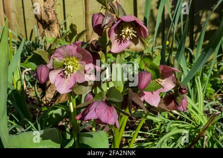 Gros plan de fleurs hellébore roses hellébores fleurs fleur Helleborus Orientalis au printemps Angleterre Royaume-Uni GB Grande BR Banque D'Images