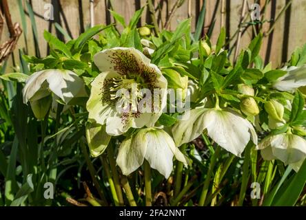 Gros plan de la crème blanche hellebore fleurs hellebores fleur floraison Helleborus orientalis au printemps Angleterre Royaume-Uni Grande-Bretagne Grande-Bretagne Grande-Bretagne Banque D'Images