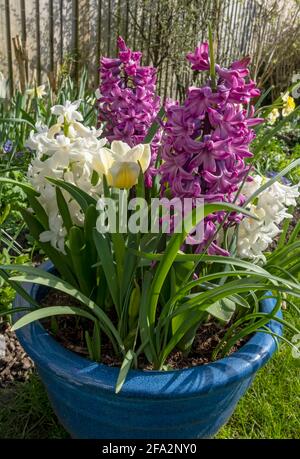 Gros plan de jacinthe blanche et rose et de jacinthes tulipes Tulipes fleur floraison dans un pot au printemps Angleterre Royaume-Uni Royaume-Uni Grande-Bretagne Banque D'Images