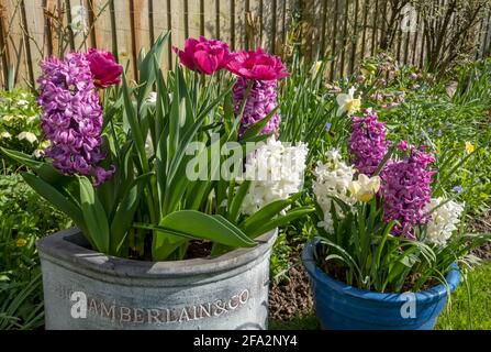 Gros plan de jacinthe blanche et rose et de jacinthes tulipes Tulipes fleurs fleurs croissant dans des pots au printemps Angleterre Royaume-Uni Royaume-Uni Grande-Bretagne Banque D'Images