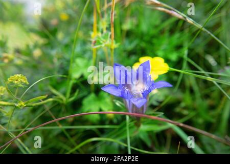 Gentiane à sept lobes (Crède Gentian, Gentiana septemfida var. Lagodechiana) sur les prairies alpines, Elbrus, Caucase. 2500 a.s.l. Banque D'Images