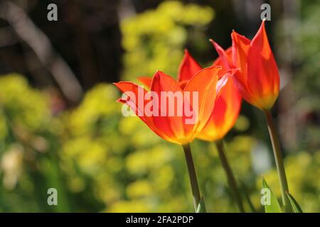 Tulipes orange vif, Tulipa ballerina, tulipe à fleurs de nénuphars, floraison sous le soleil du printemps, vue latérale Banque D'Images