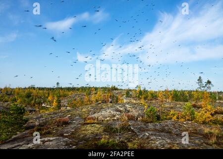 Un grand nombre de moustiques (essaims de moustiques) vivre dans la toundra de montagne basse-brousse (zone forêt-toundra) Du Nord circumpolaire Banque D'Images