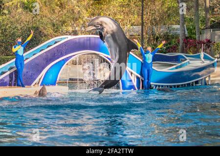 Orlando, Floride. 14 janvier 2021. Saut aux dauphins à SeaWorld (2) Banque D'Images