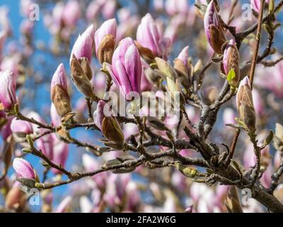 Floraison de Magnolia dans le parc municipal de Strömsparken au printemps à Norrkoping, en Suède Banque D'Images