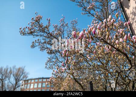 Floraison de Magnolia dans le parc municipal de Strömsparken au printemps à Norrkoping, en Suède Banque D'Images