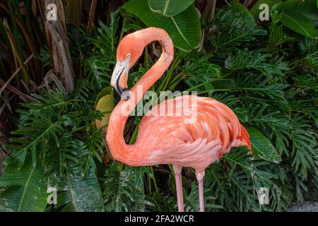 Orlando, Floride. 15 octobre 2020. Vue de dessus de Flamingo à SeaWorld (42 Banque D'Images