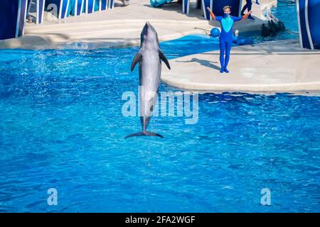 Orlando, Floride. 15 octobre 2020. Dauphins et entraîneurs à SeaWorld (6) Banque D'Images