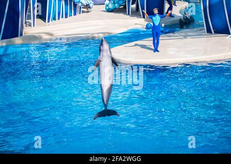 Orlando, Floride. 15 octobre 2020. Dauphins et entraîneurs à SeaWorld (6) Banque D'Images