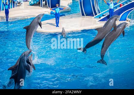 Orlando, Floride. 15 octobre 2020. Spectacle des dauphins sautant au SeaWorld (10) Banque D'Images